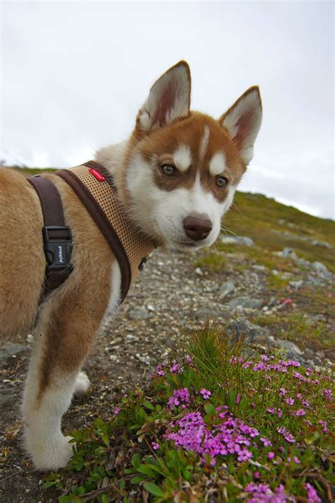 Siberian Husky Outgoing And Cheeky Siberian Husky Dog Siberian