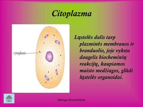 Ppt Gyvūnų Ląstelės Sandara Powerpoint Presentation Free Download