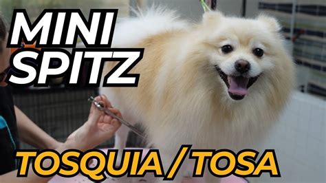 Dicas essenciais para banho e tosa tesoura do Spitz Alemão YouTube