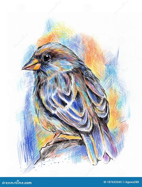 Colorful Sparrow Bird Colored Pencils Drawing Illustratipn. Stock ...