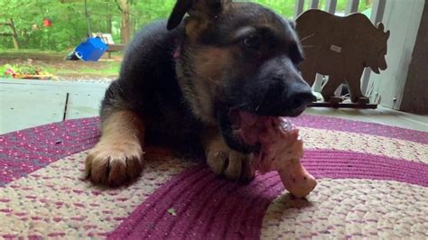 German Shepherd Puppy Eats Raw Diet Barf Diet Full Day Of Eating Youtube