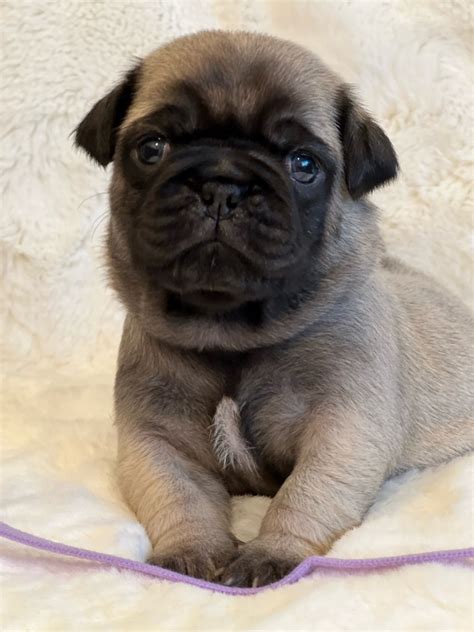 Pug Puppies For Sale Macomb County Mi 463280 Petzlover