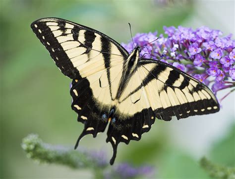 Butterfly Madison Indiana Photography