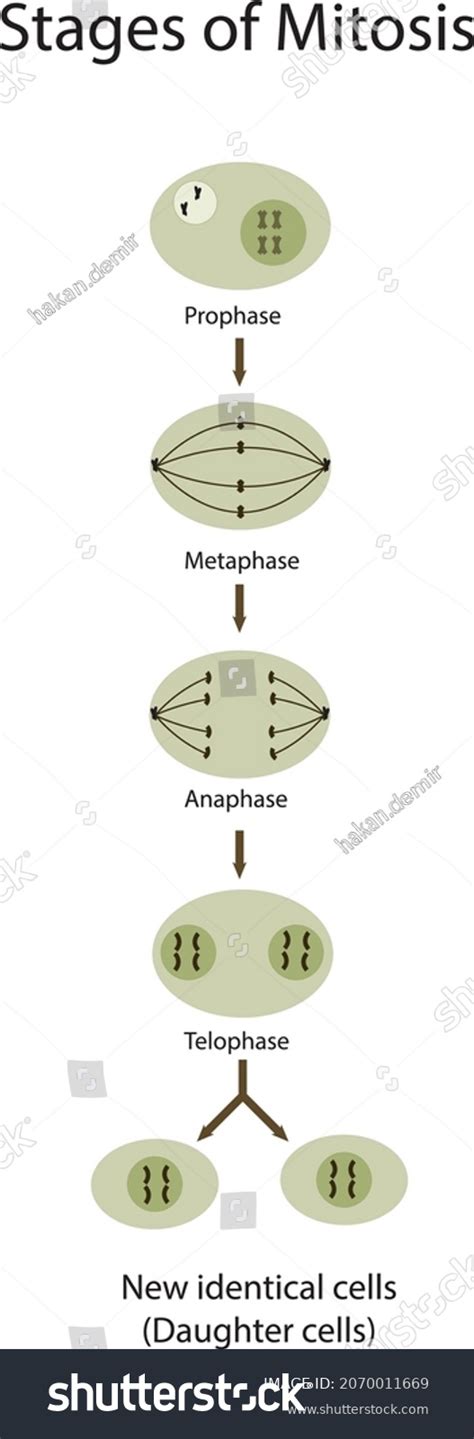 Stages Mitosis Mitotic Phases Stock Vector Royalty Free