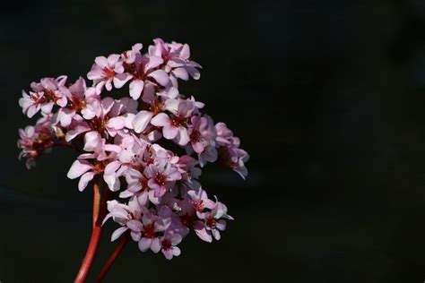 Bergenie Bergenia Pink Flowers - Free photo on Pixabay - Pixabay