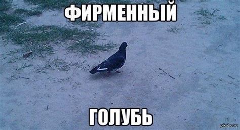фирменный голубь | Пикабу