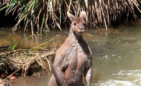 'Bodybuilder' kangaroo squares up to stunned man | News Mail