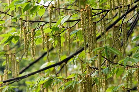 Alder | Definition, Description, Tree, Wood, & Facts | Britannica