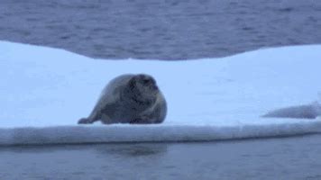 GIFS7: polar bear stalking seal GIF