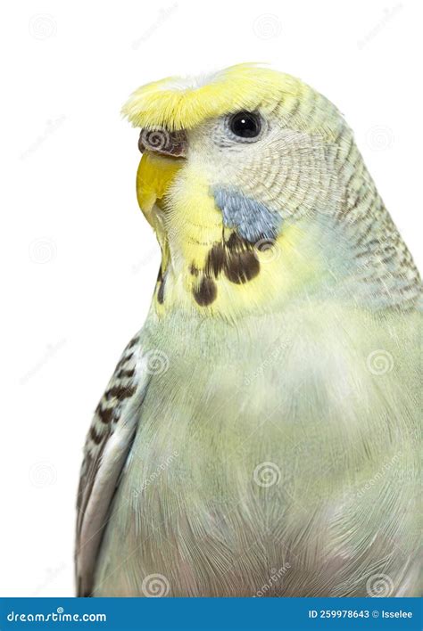 Portrait Of A Budgerigar Parakeet Sitting On A Cuttlefish Bone Placed