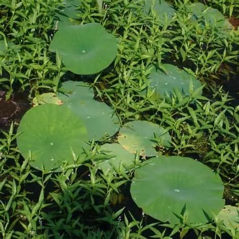 How to Plant & Grow Water Lotus (Nelumbo spp.) - Pond Informer