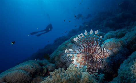 PADI Underwater Videographer In Marsa Alam Advenius