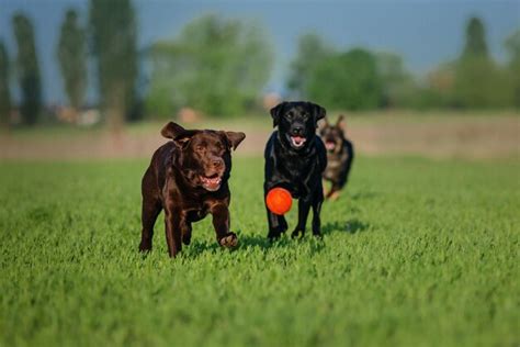 Race De Chien Labrador Retriever Sur Le Terrain Chien Qui Court Sur L