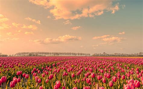 Tulip field, sunset, evening, wildflowers, tulips, pink tulips, Netherlands, HD wallpaper | Peakpx