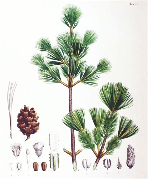 Pinus Parviflora ゴヨウマツ Description The Gymnosperm Database