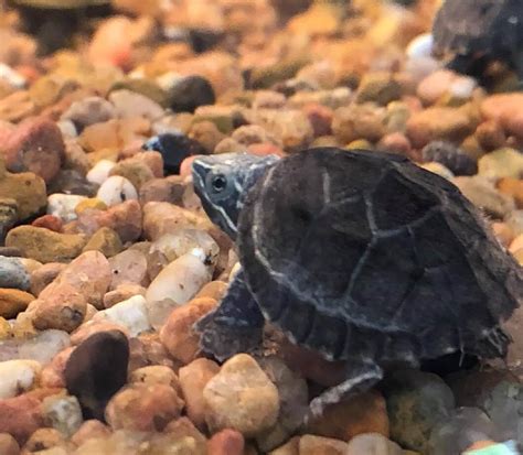 Common Musk Turtle Care Guide And More