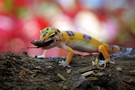 What Do Geckos Eat