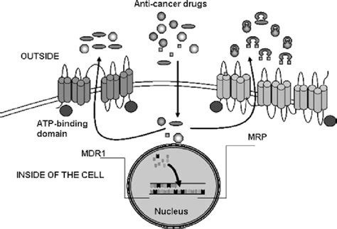 Multidrug Resistance MDR Is A Significant Impediment To The Success