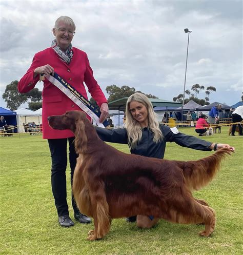 Show Results As At September Irish Setters Australia