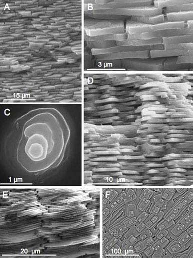 Different Nacre Microstructures Found Among Mollusks A B