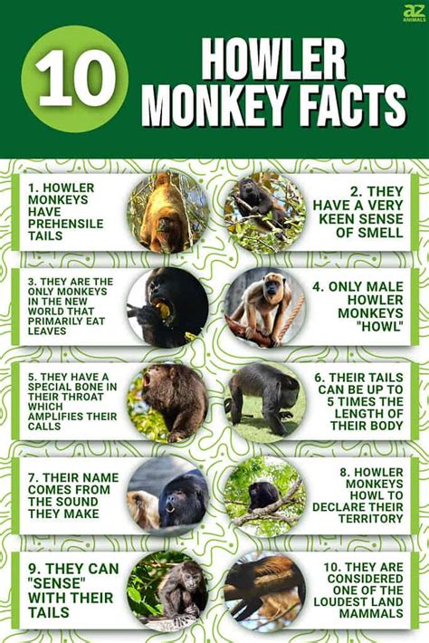 10 Key Facts About Howler Monkeys - A-Z Animals