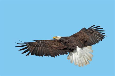 Eagle in Flight from back John Carr USFWS Vol | Friends of the Front