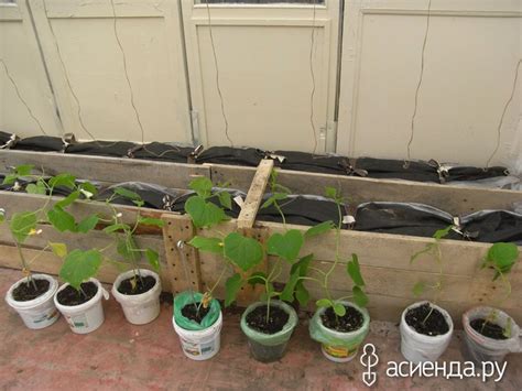 Устройство грядок-колбасок в теплице: Группа Наши грядки