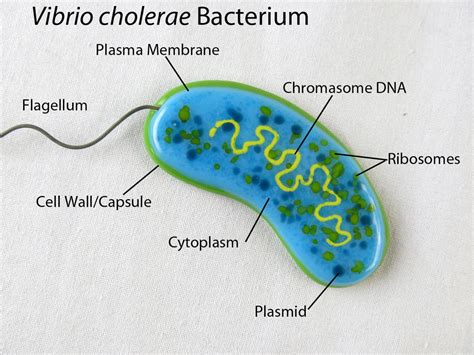 Vibrio cholerae fused Glass by trilobiteglassworks on DeviantArt