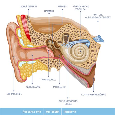 Schaubild Otitis Media Acuta Mastoiditis Quizlet