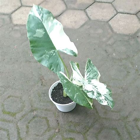 Tanaman Hias Sente Varigata Alocasia Macrorrhiza Variegata Tahan Air