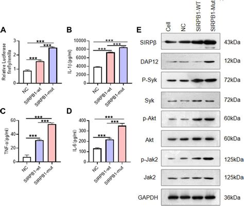 Frontiers A Frameshift Variant In The Sirpb Gene Confers