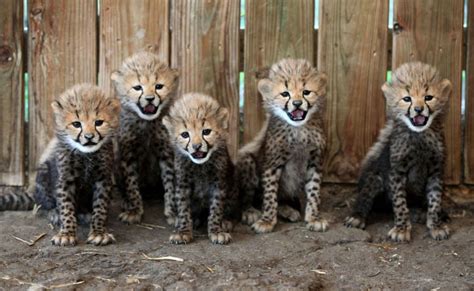 Welcome To The Richmond Cheetah Cam Live Video