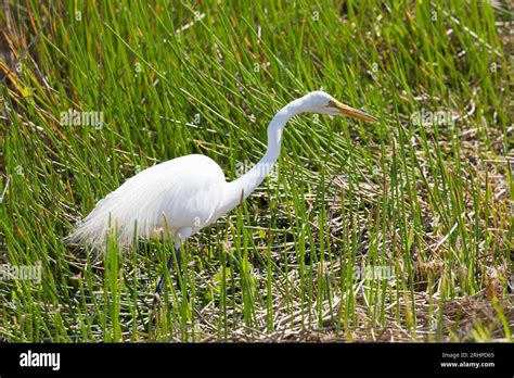 Everglades National Park Florida Usa Great Egret Ardea Alba