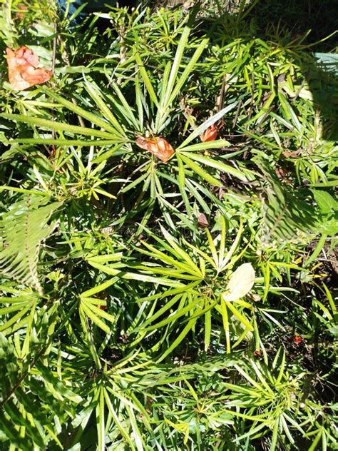 Garden Plants Exposed To Sunlight Stock Image - Image of spruce, summer ...