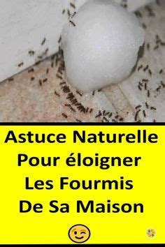 Lastuce Pour Lutter Contre Les Fourmis Naturellement Et Tr S