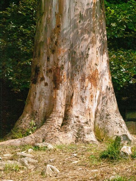 Uma Grande árvore De Faia Raízes De Musgo Supercultivadas Na Selva