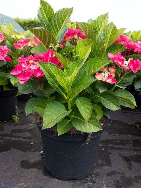 Tellerhortensie Frisbee Hot Pink - Hydrangea mac. Frisbee Hot Pink ...