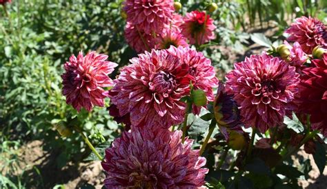 Unbeatable Varieties of Dahlias for Your Garden - Recommended by Elīna ...