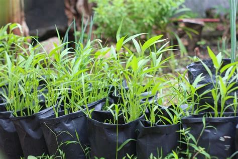 Foto Cara Menanam Kangkung Cabut Di Pot Atau Polybag Bisa Di Halaman