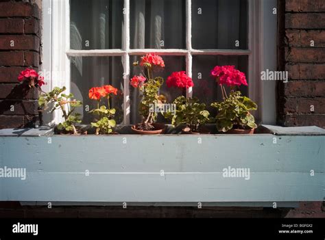 window boxes with geraniums Stock Photo - Alamy