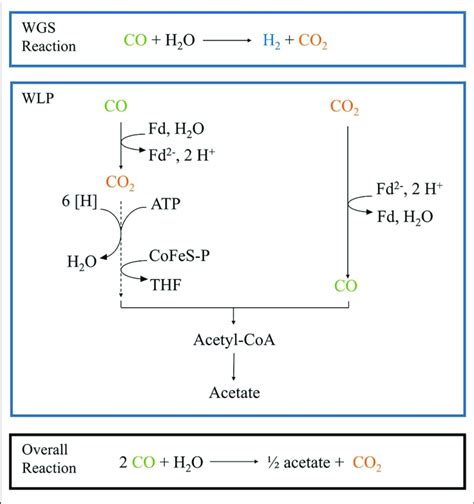 Schematic Pathway Of The Combined WGS Reaction And Wood Ljungdahl