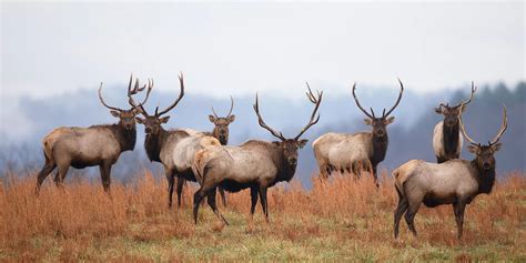 11 Interesting Animals In Yellowstone National Park