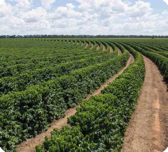 Observatório da agropecuária brasileira