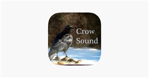 ‎Crow Sounds – Crow Call Sound on the App Store