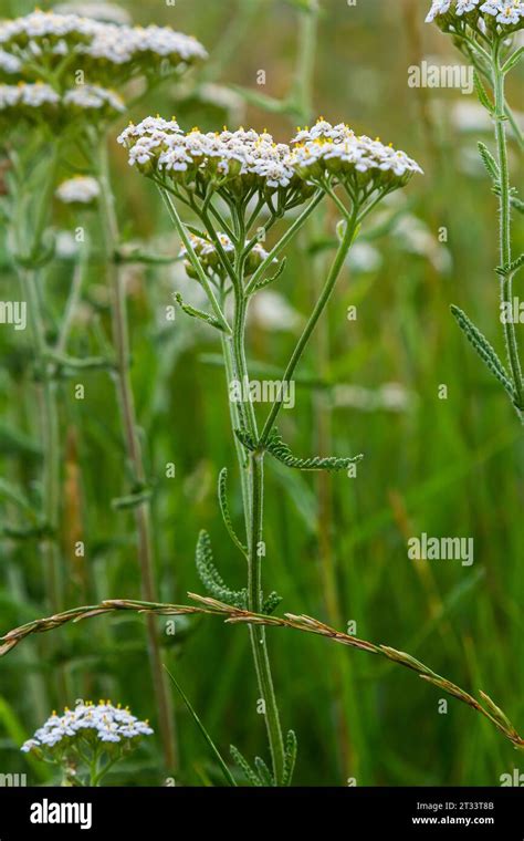 Common Yarrow Achillea Millefolium White Flowers Close Up Floral