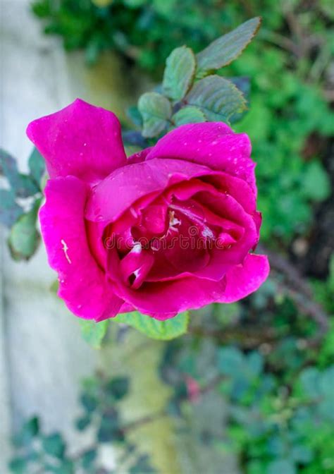 Pink Mature Rose In My Garden Stock Image Image Of Heart Petal 301572361