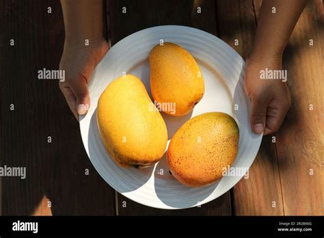 Hands Holding Mangoes Hi Res Stock Photography And Images Alamy