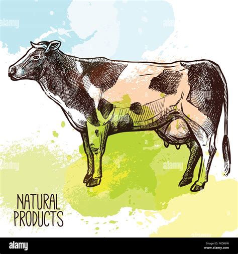 Cow Sketch Illustration Stock Vector Image Art Alamy