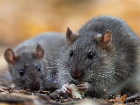 The secret lives of wild rats | AnimalKind