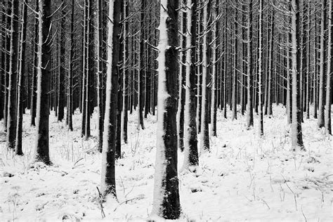 The Ardennes Forest Photograph by Joao Galamba - Fine Art America